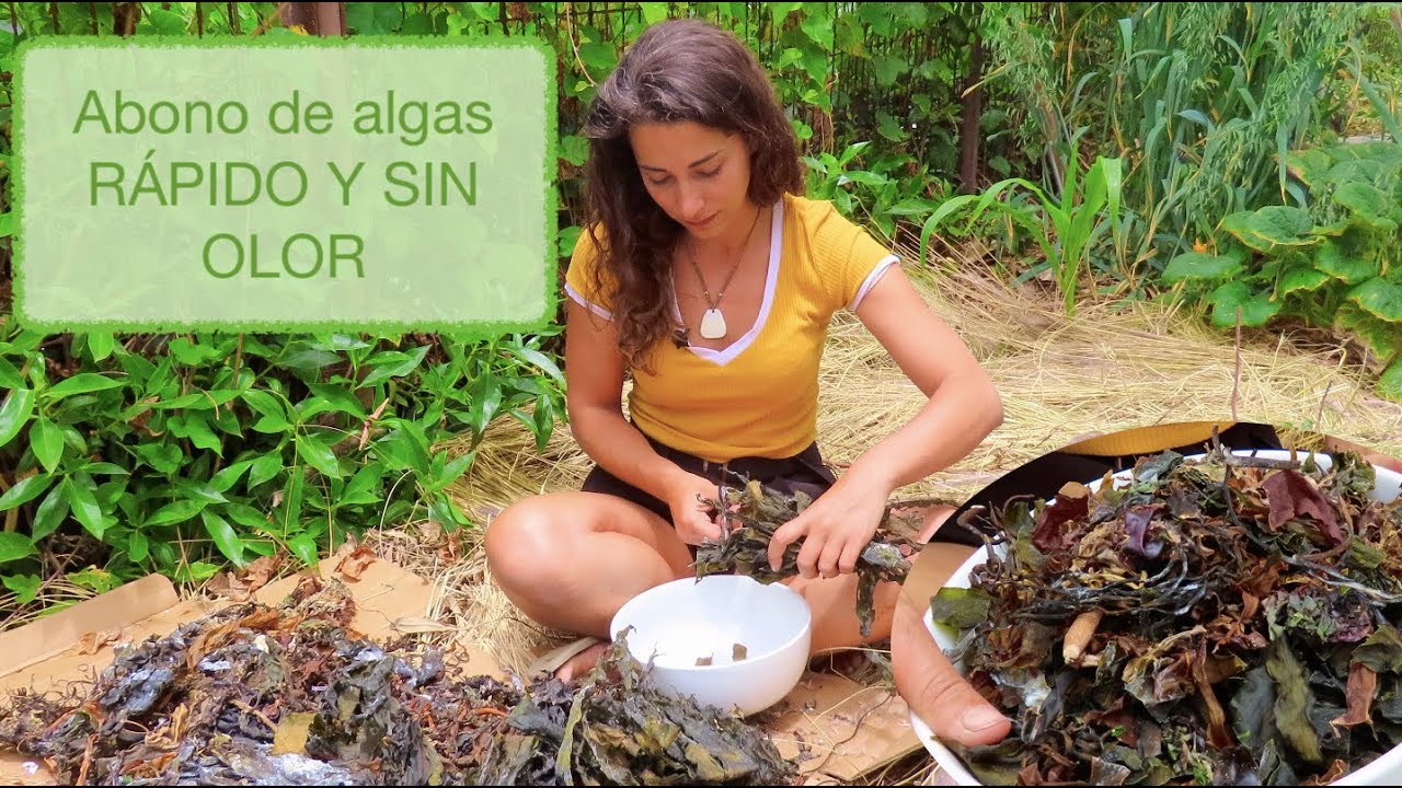 Como utilizar el extracto de te de compost de restos de algas marinas como fertilizante para tus plantas de jardin