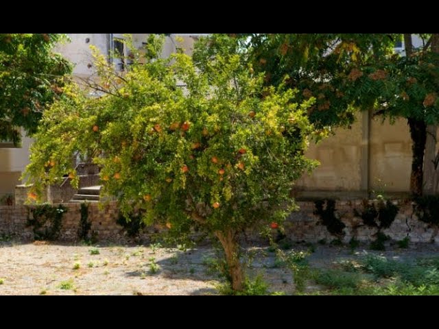 Los mejores consejos para cuidar un arbol de granada en tu jardin