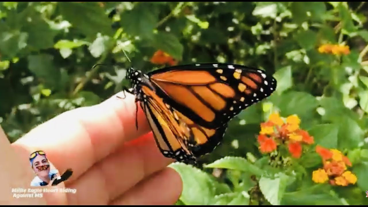 Como crear un jardin de plantas para atraer a las mariposas monarca