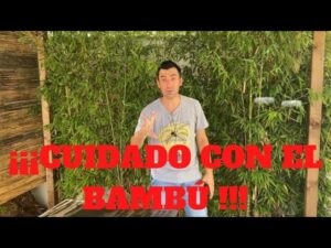 Como-hacer-un-jardin-de-bambu-en-tu-casa