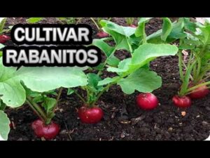 Consejos-para-el-cultivo-de-plantas-de-rabano-en-el-jardin