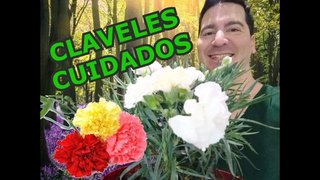 Como hacer un jardin de plantas de la familia de los claveles en tu hogar