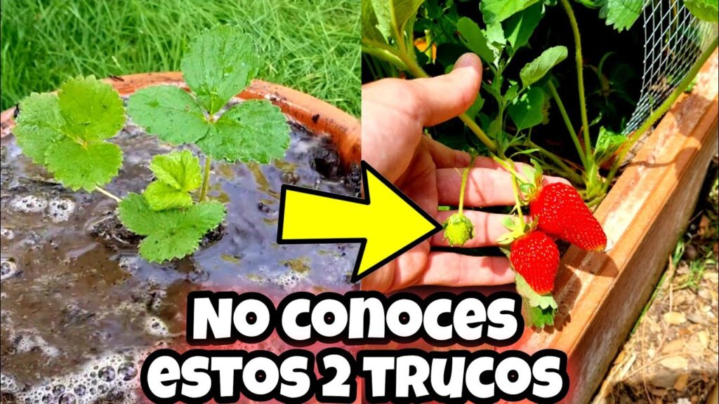 Consejos para el cultivo de plantas de fresas en el jardin