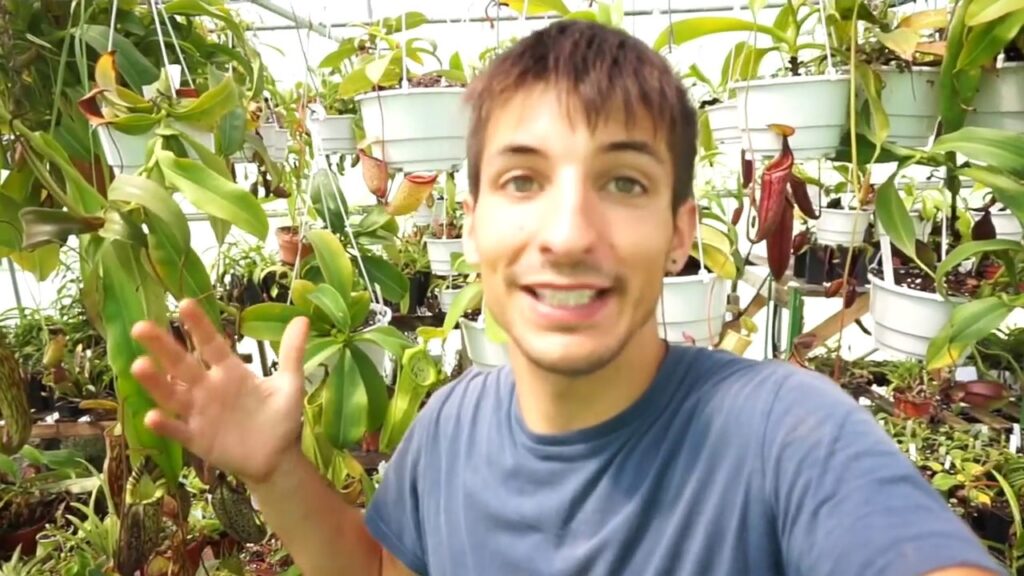 Las plantas que mejor se adaptan a los climas con humedad relativa alta