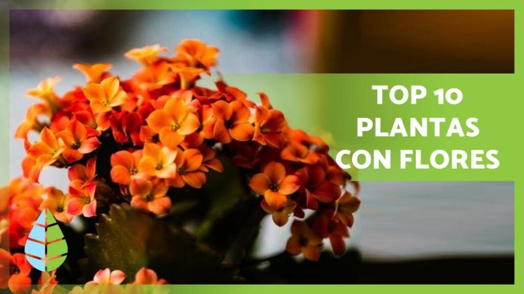 Los mejores consejos para el cuidado de las plantas de interior con flores blancas