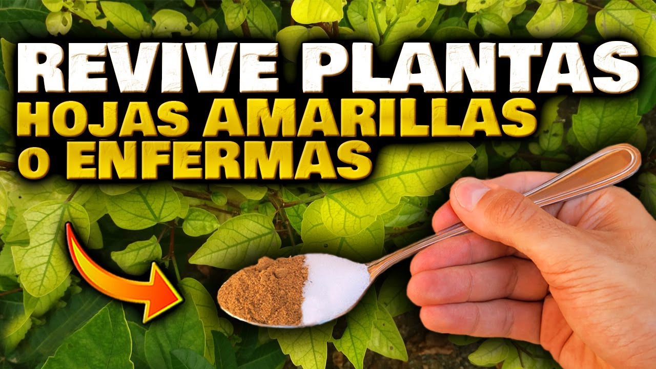 Los mejores consejos para el cuidado de las plantas de interior con hojas rojas y amarillas