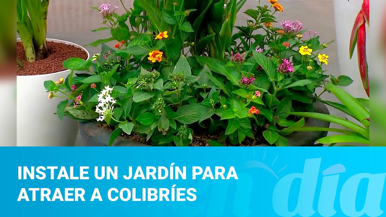 Como crear un jardin de plantas para atraer a los colibries