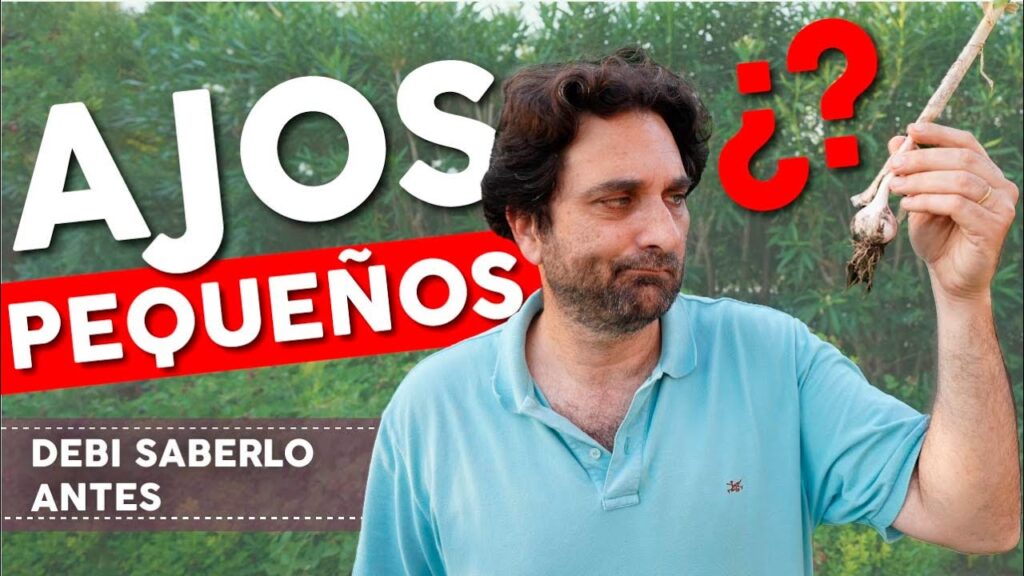 Consejos para el cultivo de plantas de ajo en el jardin