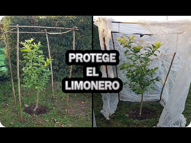 Los mejores consejos para cuidar un arbol de citricos en clima frio