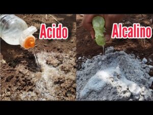 Los-mejores-cultivos-para-suelos-acidos-y-alcalinos