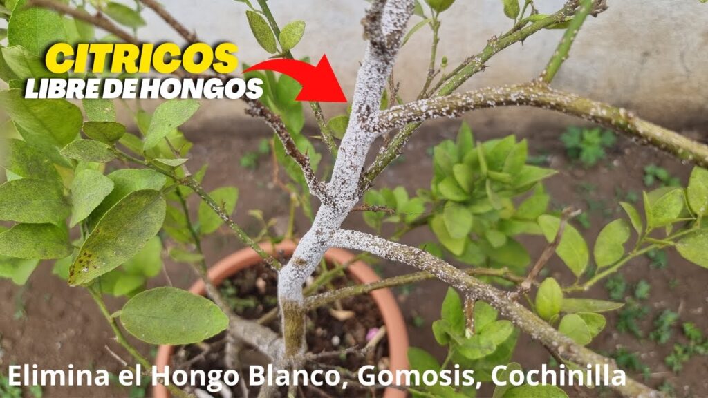 Como prevenir y tratar la costra en los arboles de citricos