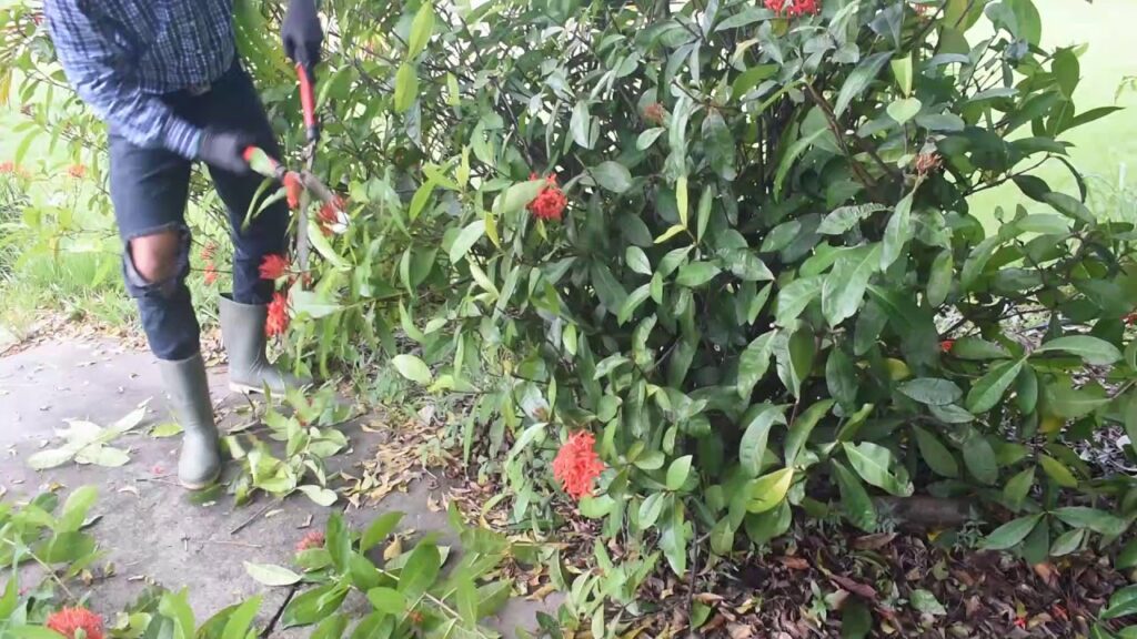 Como usar herramientas electricas de jardineria de manera segura