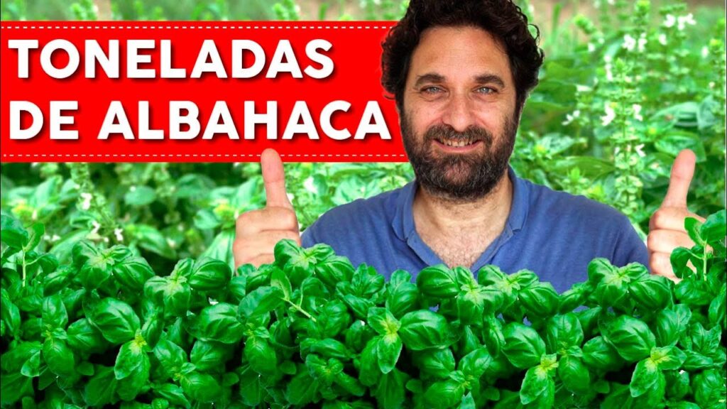 Consejos para el cultivo de plantas de albahaca en el jardin