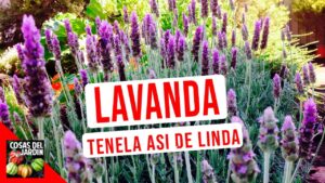 Consejos-para-el-cultivo-de-plantas-de-lavanda-en-el-jardin