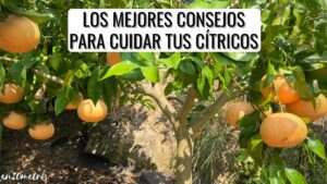 Consejos-para-fertilizar-arboles-de-citricos-en-macetas