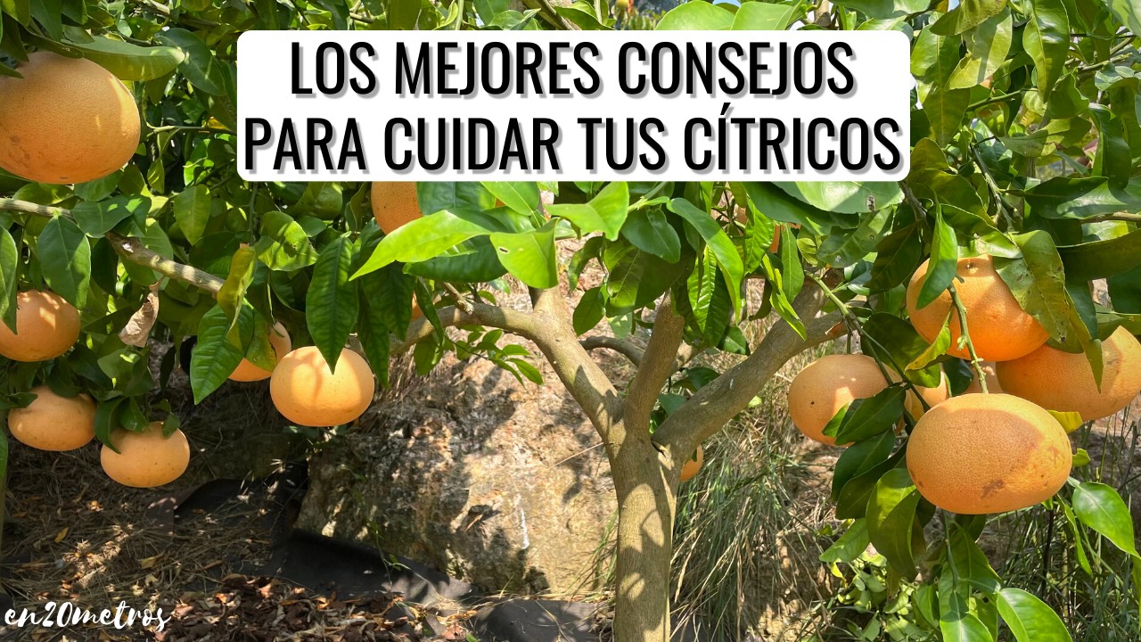 Consejos para fertilizar arboles de citricos en macetas