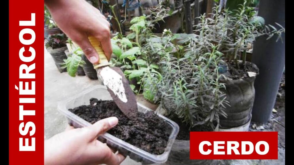 Los beneficios de utilizar abono de cerdo en tus plantas de interior y exterior