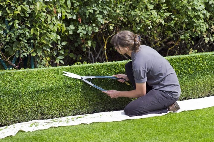 mantenimiento profesional de jardines 1