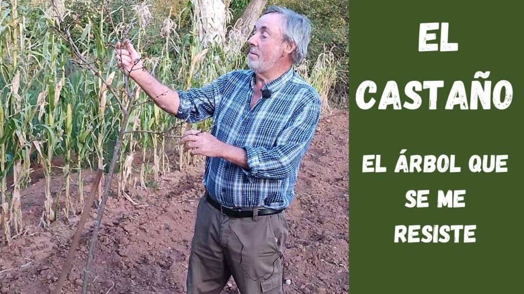 Como cuidar un arbol de castano en clima frio