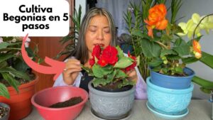 Como-hacer-un-jardin-de-plantas-de-la-familia-de-las-begonias-en-casa