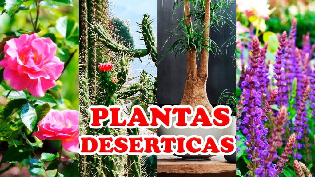 Las plantas que mejor se adaptan a los climas deserticos
