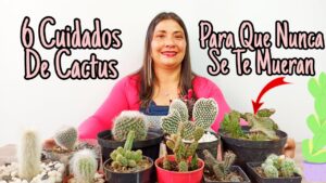 Los-mejores-consejos-para-el-cuidado-de-las-plantas-de-cactus