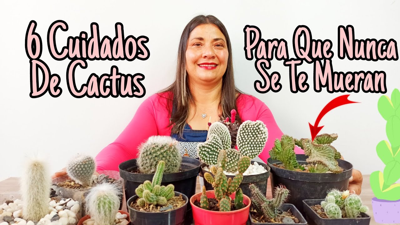 Los mejores consejos para el cuidado de las plantas de cactus