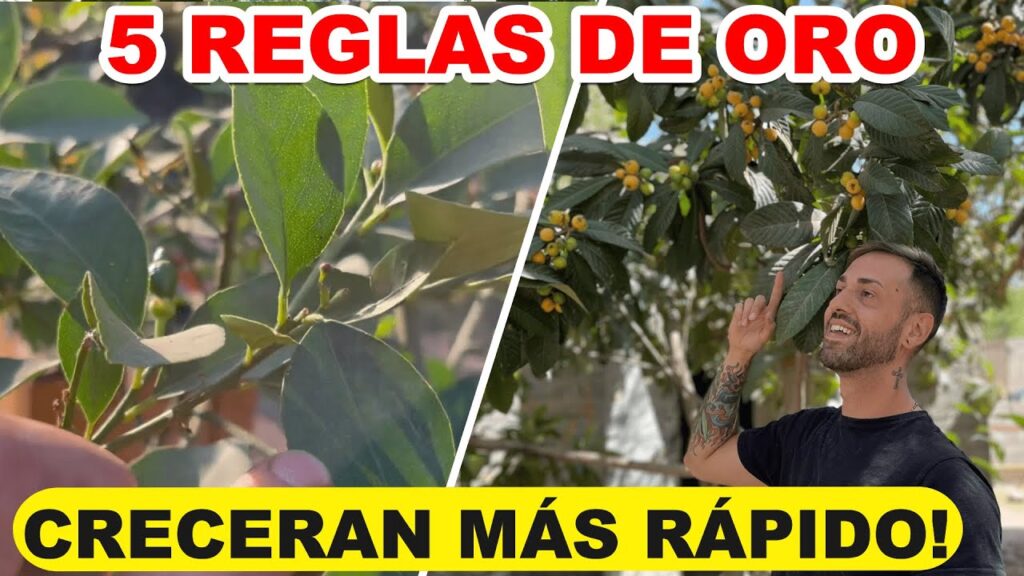 Los mejores fertilizantes para arboles de crecimiento lento