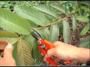 Como-cuidar-un-arbol-de-guayaba-para-una-produccion-constante