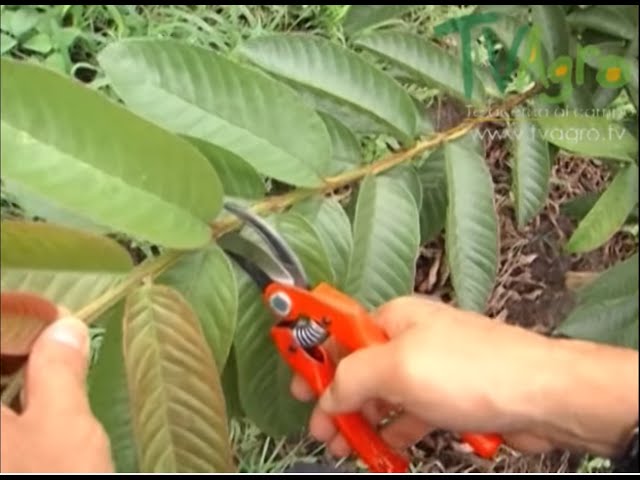 Como cuidar un arbol de guayaba para una produccion constante