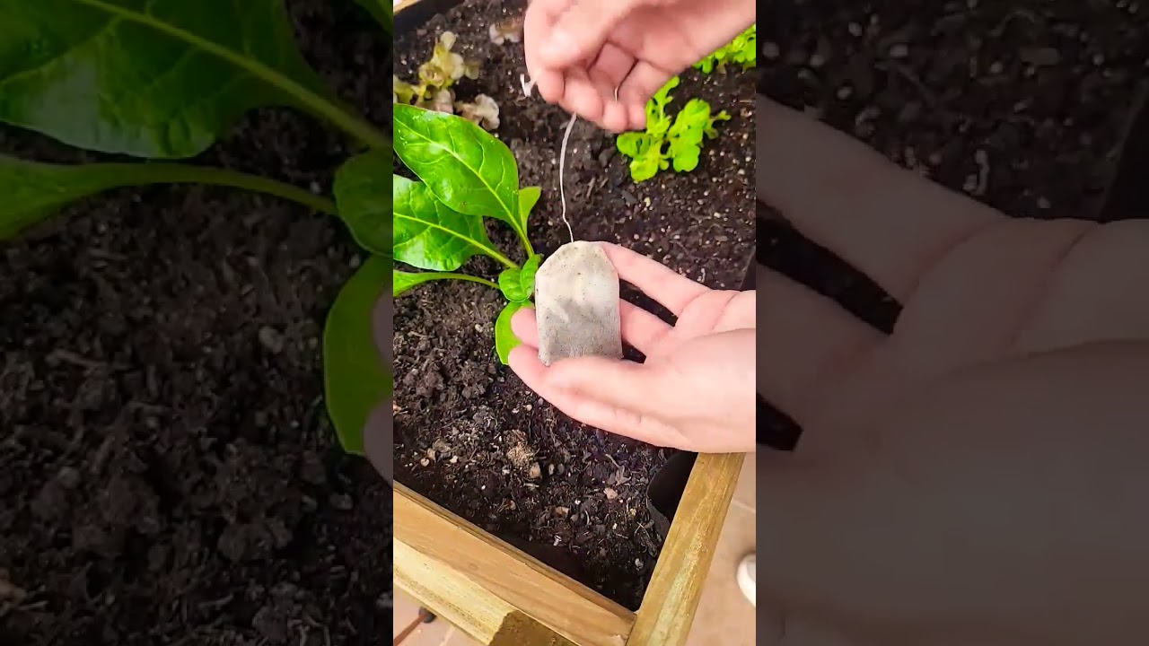 Como hacer abono de te de malas hierbas para tus plantas de jardin