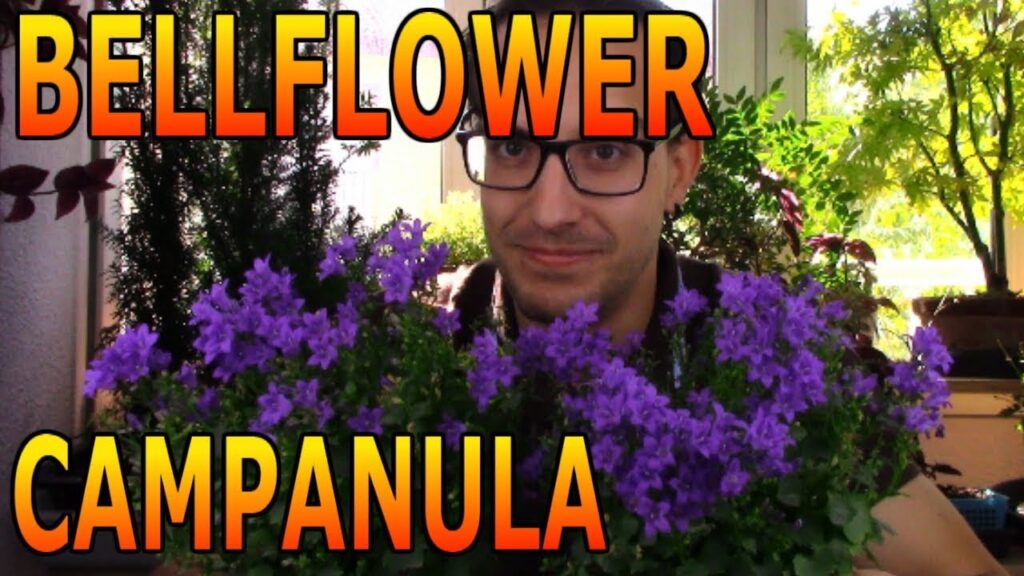 Como hacer un jardin de plantas de la familia de las campanillas en casa