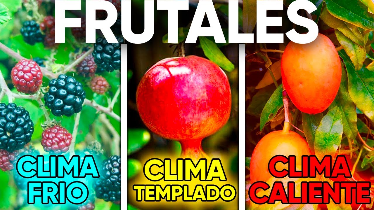 Las plantas que mejor se adaptan a los climas tropicales y humedos