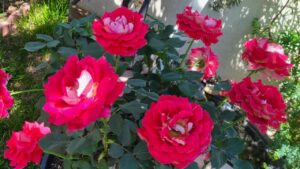 Los-mejores-fertilizantes-para-plantas-de-rosas