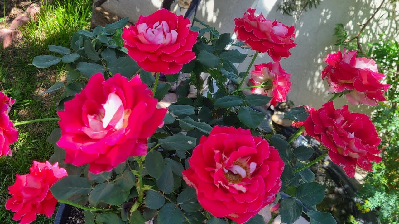 Los mejores fertilizantes para plantas de rosas