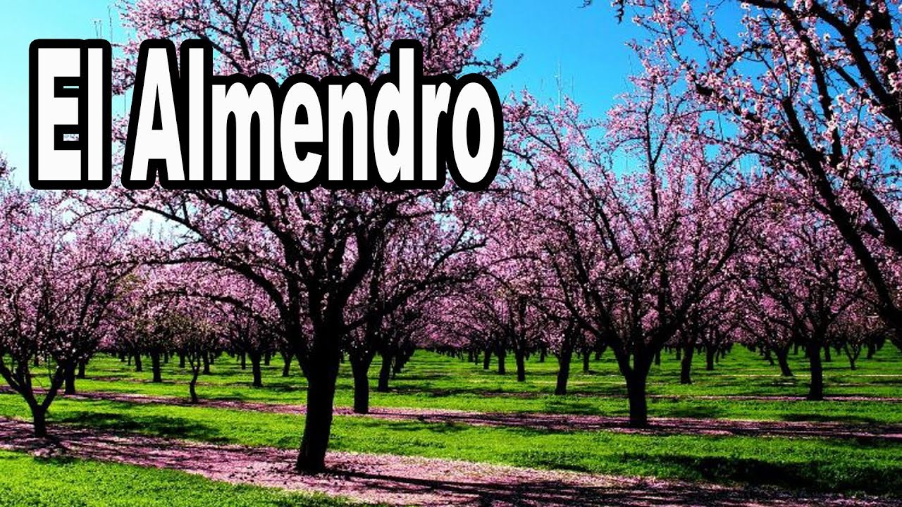 Como cuidar un arbol de almendro para una cosecha abundante