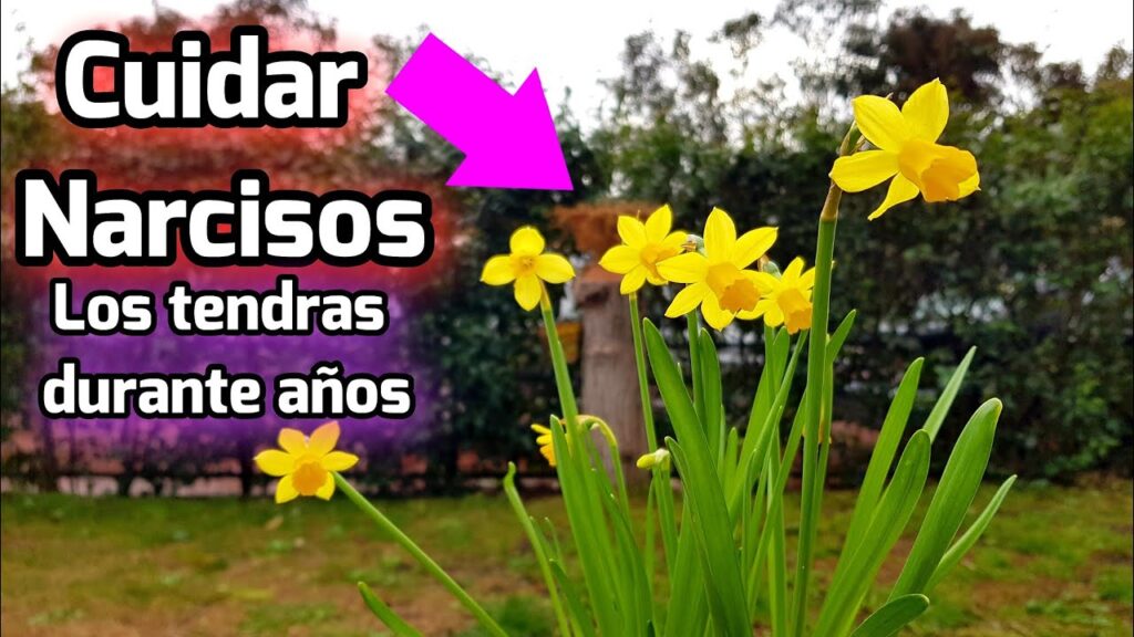 Como hacer un jardin de plantas de la familia de los narcisos en casa
