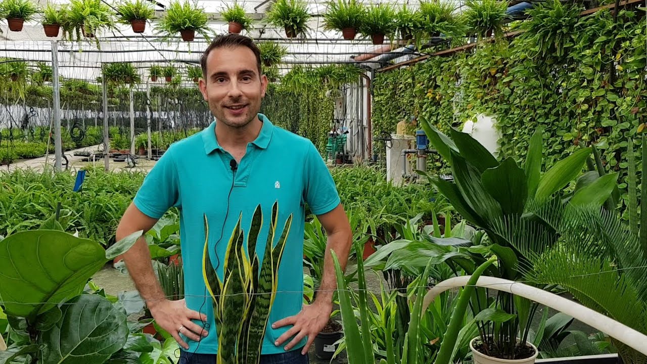 Los mejores consejos para el cuidado de las plantas de interior con hojas grandes y decorativas