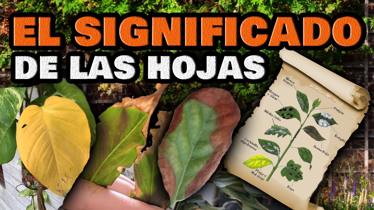 Los mejores consejos para el cuidado de las plantas de interior con hojas onduladas y puntiagudas