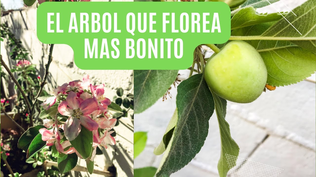 Como cuidar un arbol de manzano en maceta